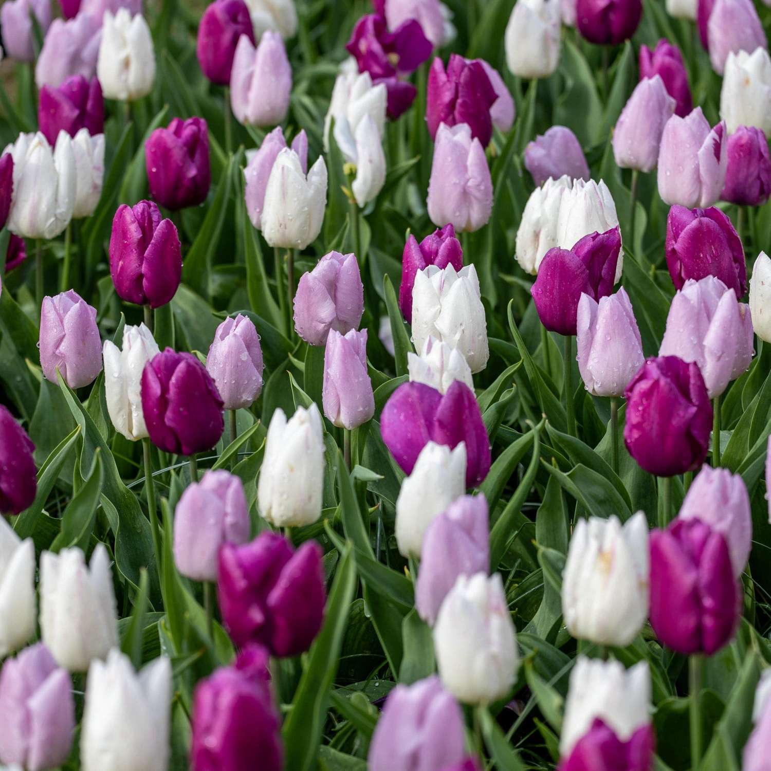Mélange de tulipes 'Prince Mix'